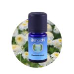 Chamomile roman
