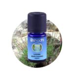 Lavender (Spike Lavender) organic