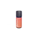 Rosa Rubiginosa Queen